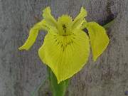 pseudacorus bastardii